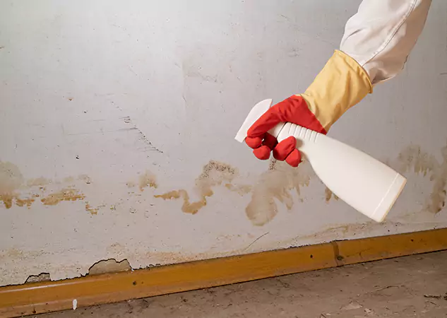 Your Water Restoration and Mold Remediation Specialists in Jenkinsburg, GA